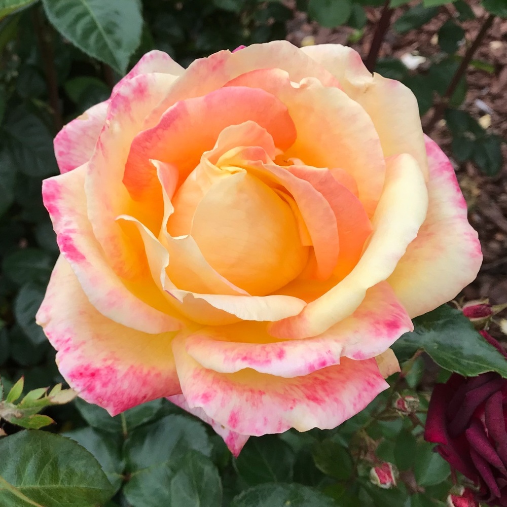 Meet your Posher, Rita